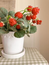 Image 1 of Raspberry Bundle ( 4 Sprays included )