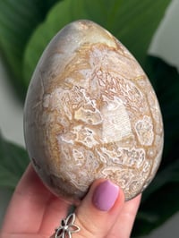 Image 3 of IBIS JASPER EGG -MADAGASCAR- C