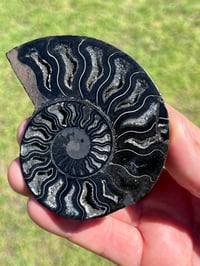 Image 3 of Black Ammonite Fossil Pair | Madagascar #2920