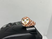 Image 1 of Burrowing Owl Hotshoe Cover