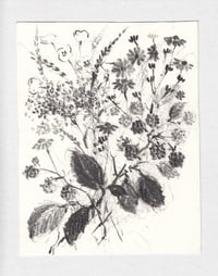 Botanical sketch no. 3