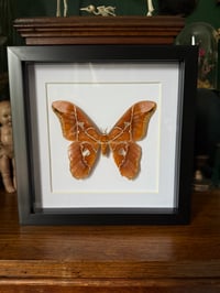 Image 2 of atlas moth