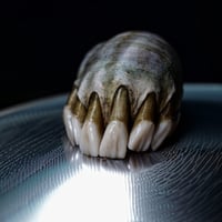 Image 3 of Snull sculpture- part snail/part skull, OOAK