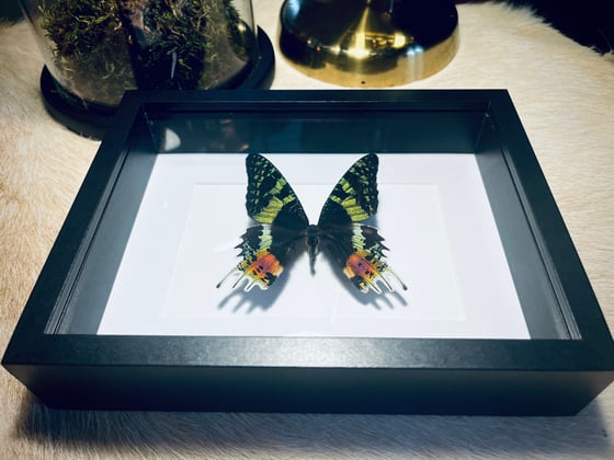 Image of “Chrysiridia Rhipheus” Madagascan Sunset Moth 
