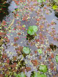 Image 2 of Marsh Pennywort : Hydrocotyle ranunculoides