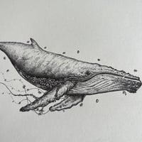 Image 3 of Florence the Humpback Whale 