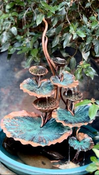 Image 2 of 🍃🙏🏼🌱Sacred Lotus