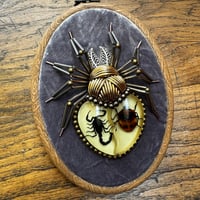 Image 1 of Specimen spider (f,  4x5 inches)