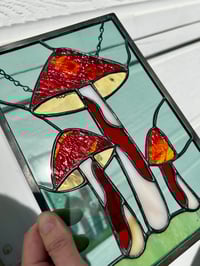 Image 3 of Red Opal Mushrooms