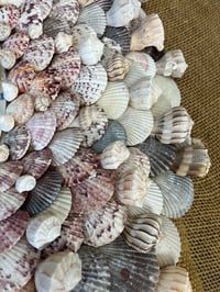 Image 7 of Seashell Mirror 32”