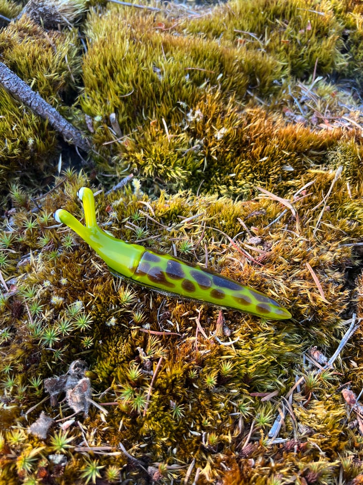 Image of Green and Brown Boro Slug