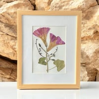 Image 3 of Genuine Morning Glory And Vines Wildflower Art In 8" X 10" Frame (Item# 2021048)
