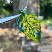 Image 2 of Variegated Swiss Cheese Monstera Leaf