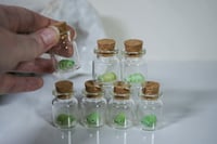 Image 5 of Tardigrades