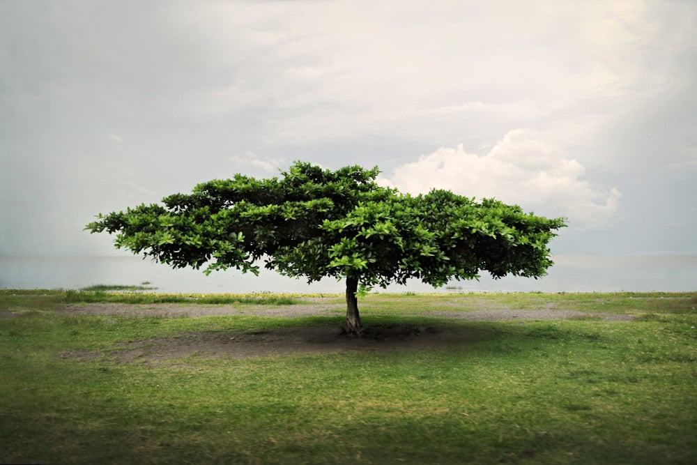 Pleasing Tree by Brooke Larson