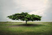 Image of Lakeside Tree