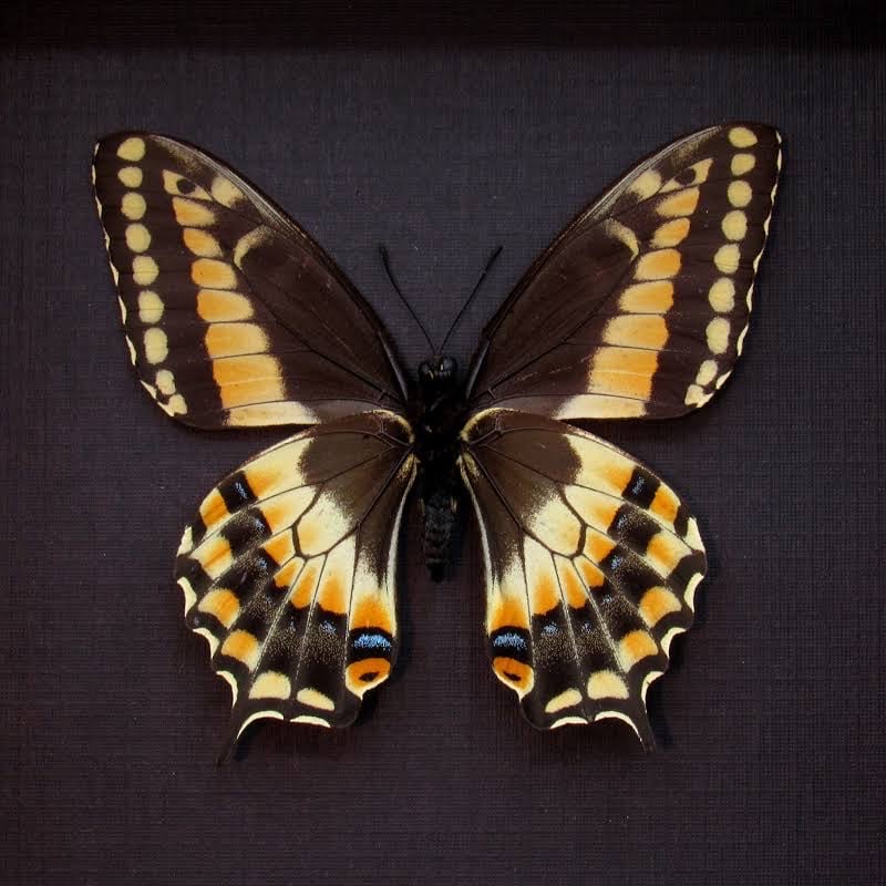 Image of Life Coaching Session