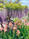 Chinese Wisteria and Peach Irises - 11” X 14” Canvas Print