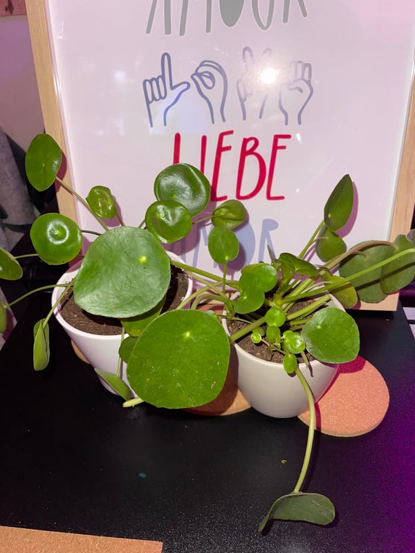 Image of Chinese Money Plant (Pilea)