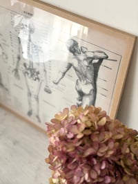 Image 3 of Planche d’anatomie encadrée - Homme