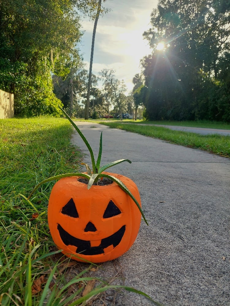 Image of Pumpkin Planters 🎃(limited)