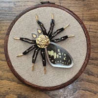 Image 4 of Butterfly spider (c,  4 inches)  