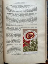 Image 11 of Le jardin d’agrément, L-J.Troncet, édition Larousse, 1908