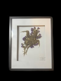 Image 2 of baby pigeon anatomy frame