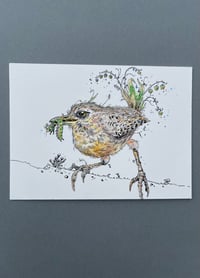 Image 5 of Dreoilín - Study