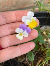 Image 6 of Pansy Brooch PRE ORDER