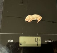 Image 2 of Peach Fuzz Mouse