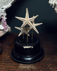 Image 4 of Dried Starfish Stand