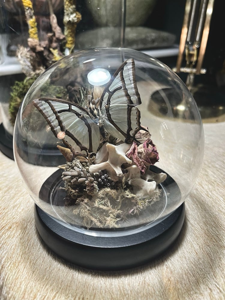 Image of Medium Sized Fox Vertabrae Curiosity Dome 