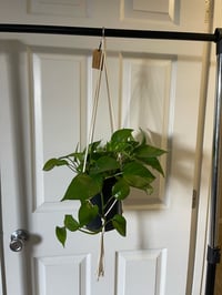 Image 3 of Macramé Plant Hangers 