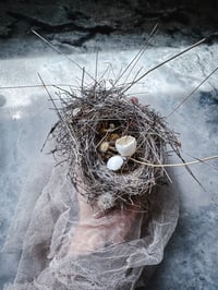 Image 3 of Az Bird nest with egg shells 