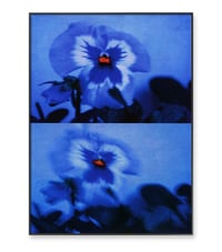 Image 3 of PANSY, BLUE NIGHT