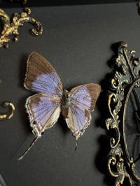 Image 4 of Double butterfly