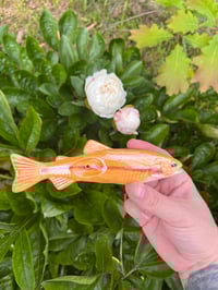 Image 1 of Palomino Trout