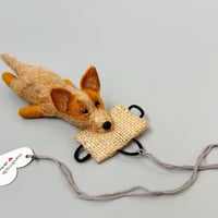 Image 3 of Australian Cattle Dog "Red heeler“