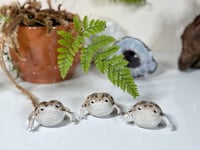 Image 1 of Desert Rain Frogs