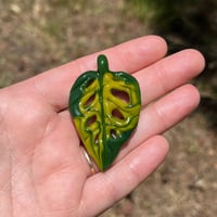 Image 3 of Variegated Swiss Cheese Monstera Leaf