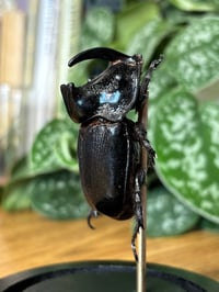 Image 2 of rhino beetle dome