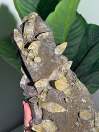Image 2 of XXL SWEETWATER CALCITE WITH PYRITE -MISSOURI- PORCUPINE POCKET 2025 A