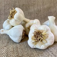 Image 1 of White Softneck Garlic