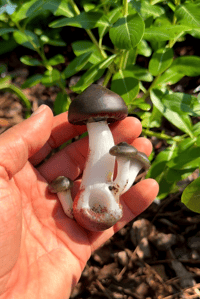Image 1 of Triple cap mushroom sculpture spoon 