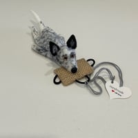 Image 4 of Australian Cattle Dog “Black / White Heeler“