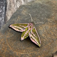 Image 1 of Elephant Hawk Moth Brooch