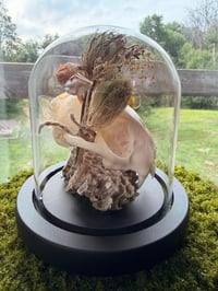 Image 3 of Honeycomb Kitty Cloche