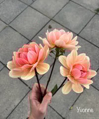 Image 2 of Yvonne - Waterlily Type