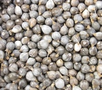 Image 1 of Job’s Tears Seeds